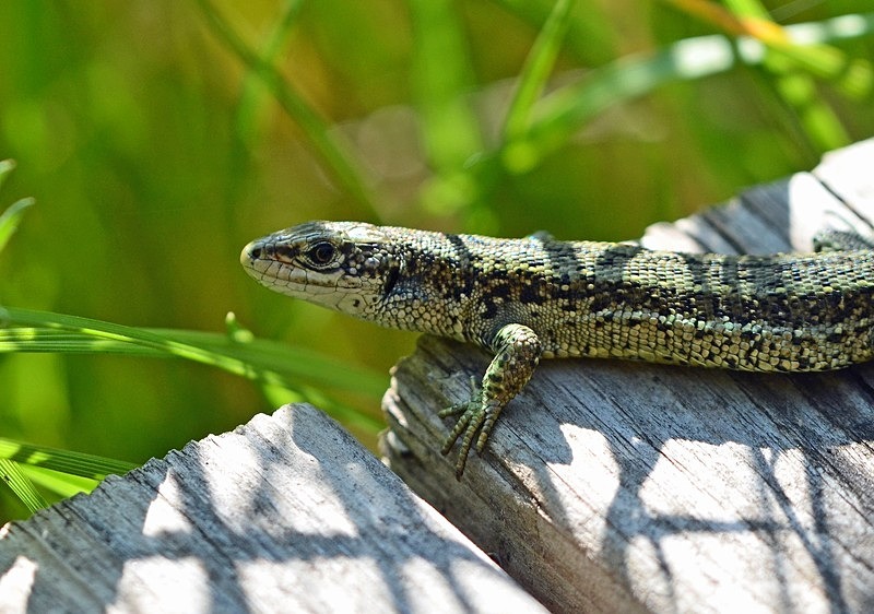 Common Lizard - Lizards