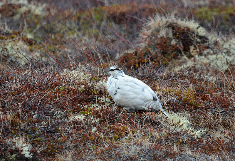 Ptarmigan - North east Iceland