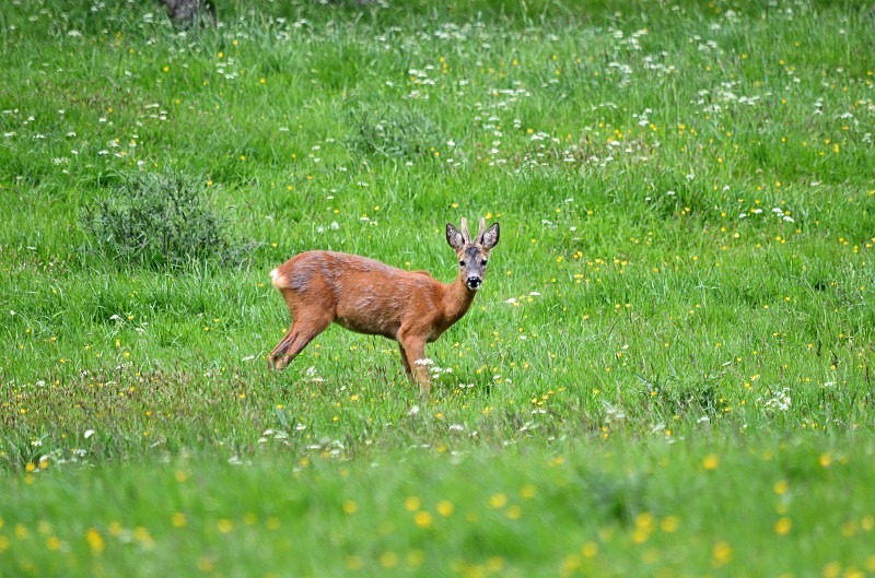 Roe Deer - Roe Deer