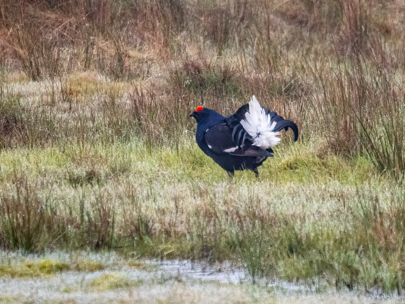 Black Grouse - Latest photos