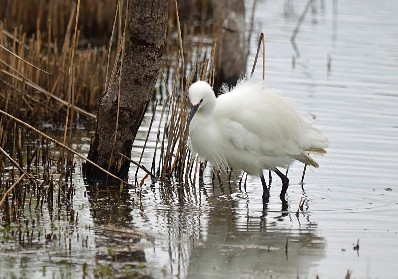 Little Egret - Herons and egrets