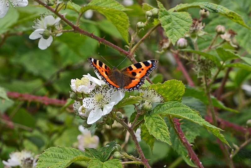 Small Tortoiseshell - Butterflies