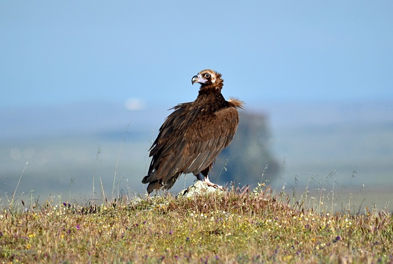 Black Vulture - South and west Spain - April and May 2012