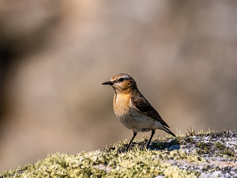 Northern Wheatear - Chats