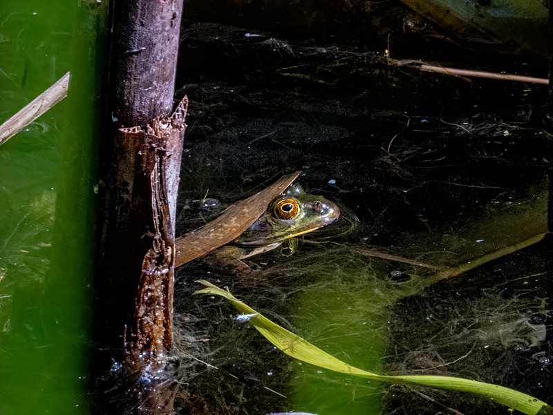 Edible Frog - Latest photos