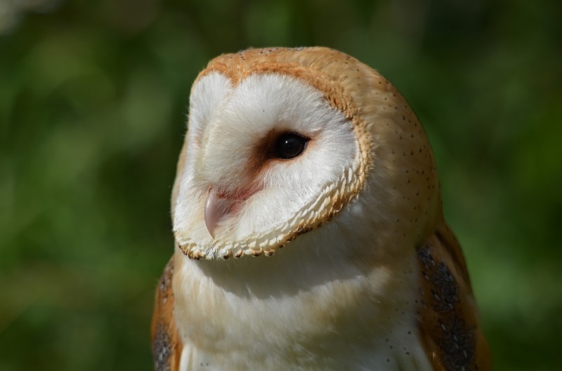 Is It Legal To Own A Barn Owl