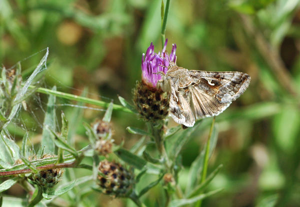 Silver Y - Moths
