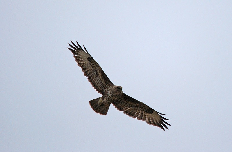 Common Buzzard - Birds of prey