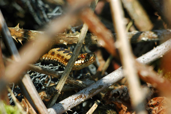 Adder - Snakes