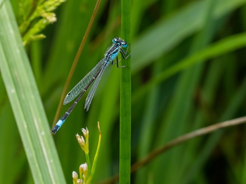 Azure Damselfly - Dragonflies and damselflies