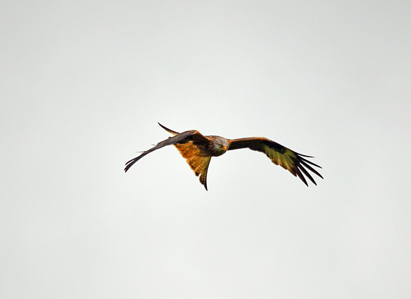Red Kite - Birds of prey