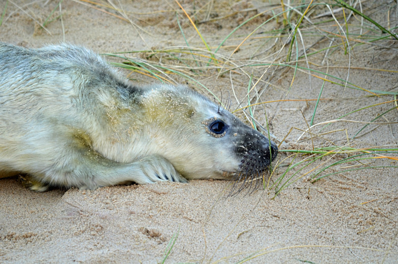 Atlantic Grey Seal - Atlantic Grey Seals