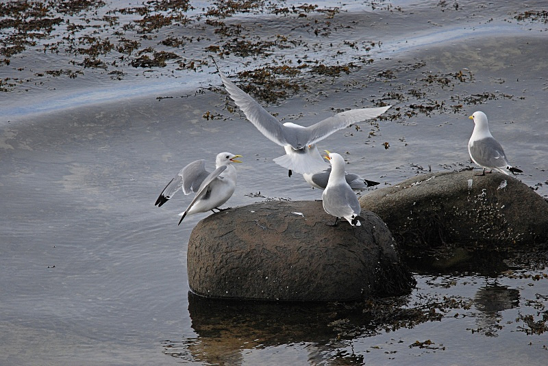 Kittiwakes - Norway