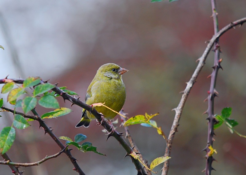 Greenfinch - Finches