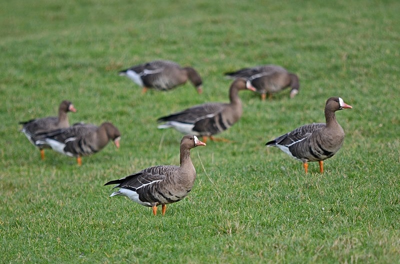 Greater (Russian) White-fronted Goose - Netherlands - December 2019
