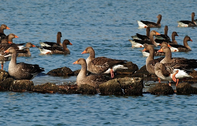 Greylag Geese - Grey geese