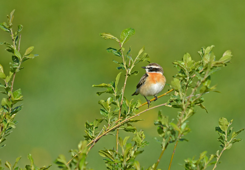 Whinchat - Estonia