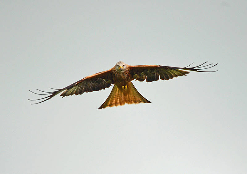 Red Kite - Birds of prey
