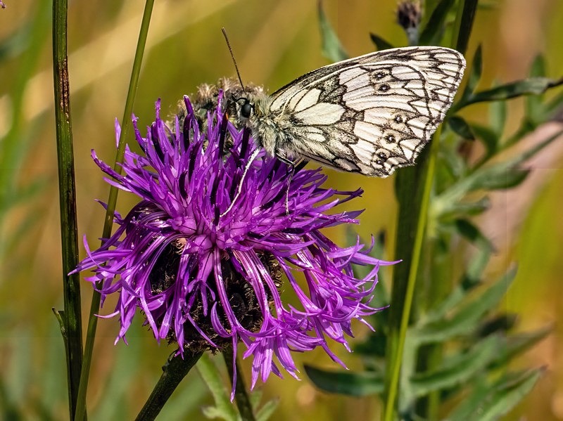 Marbled White - Butterflies