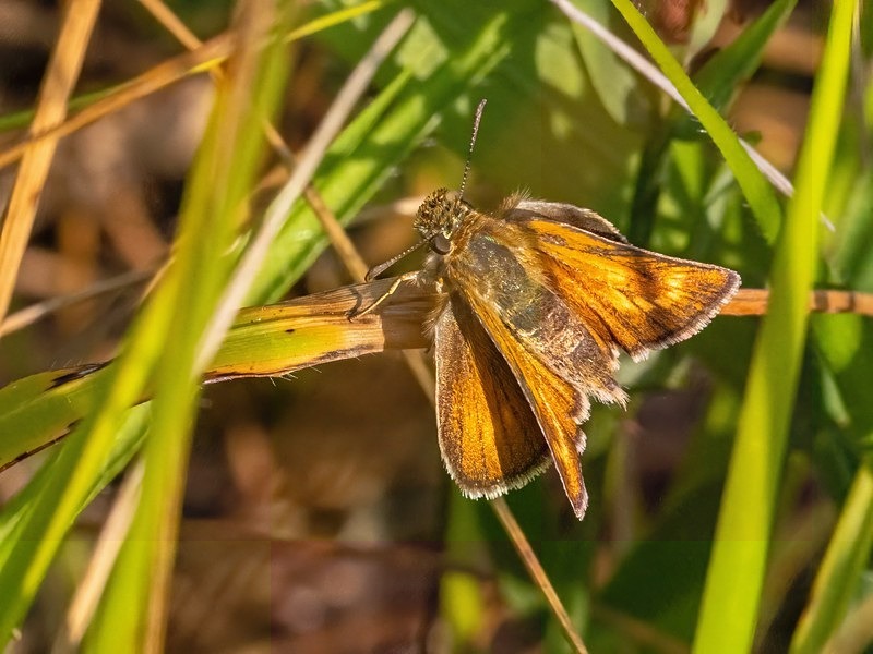 Lulworth Skipper - Butterflies