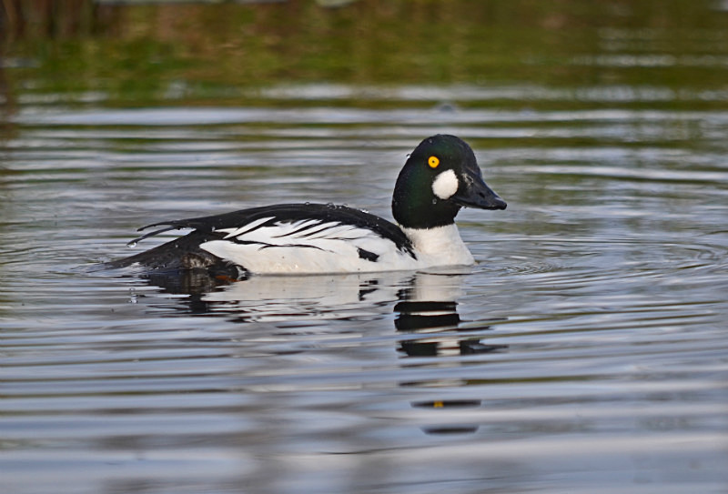 Goldeneye - North east Finland