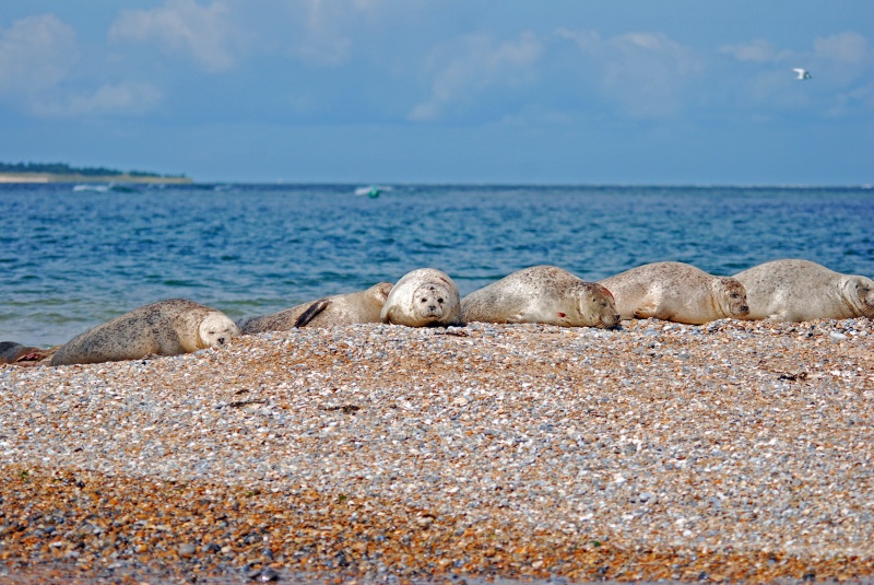 Common Seals - Common Seals