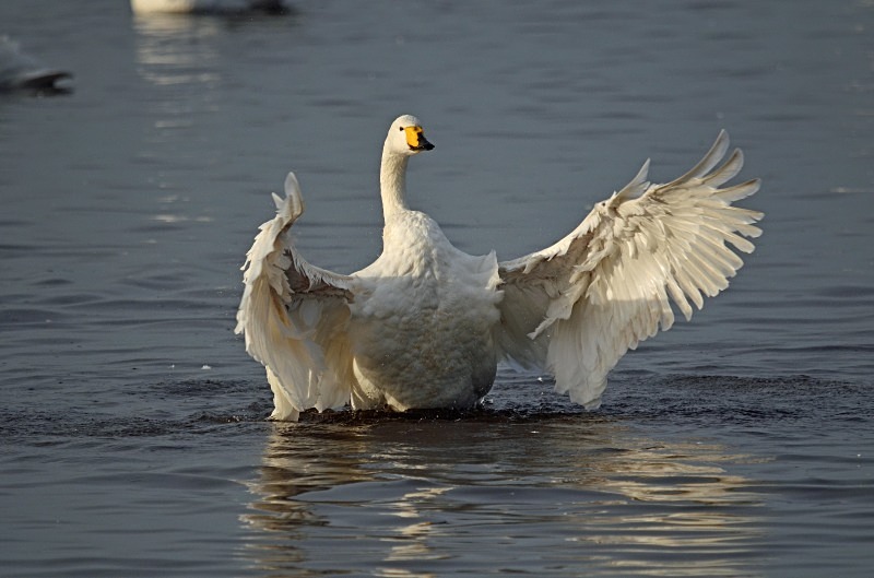 Whooper Swan - Whooper and Bewick's Swans