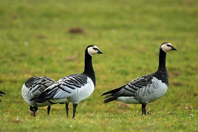 Barnacle Geese - Black geese