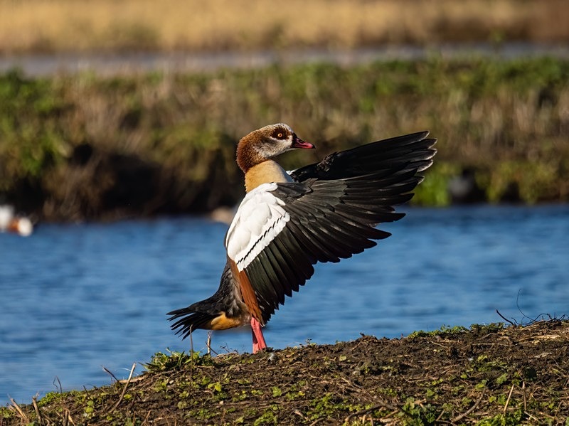 Egyptian Goose - Grey geese