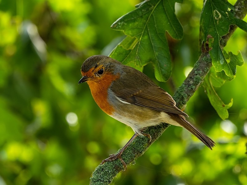 Robin - Robins
