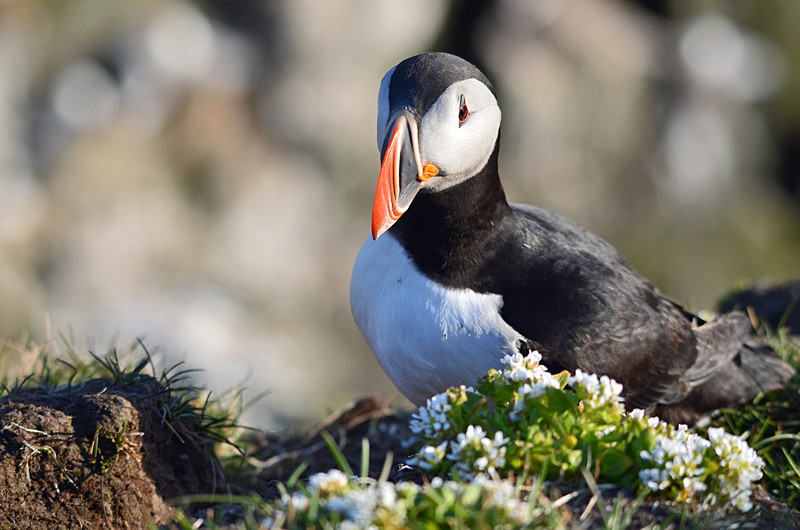 Puffin - Westfjords