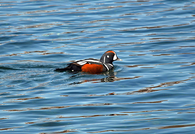 Harlequin Duck - Westfjords