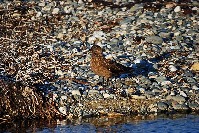 Great Skua - Skuas and shearwaters