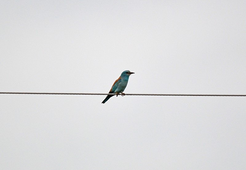 European Roller - Bulgaria