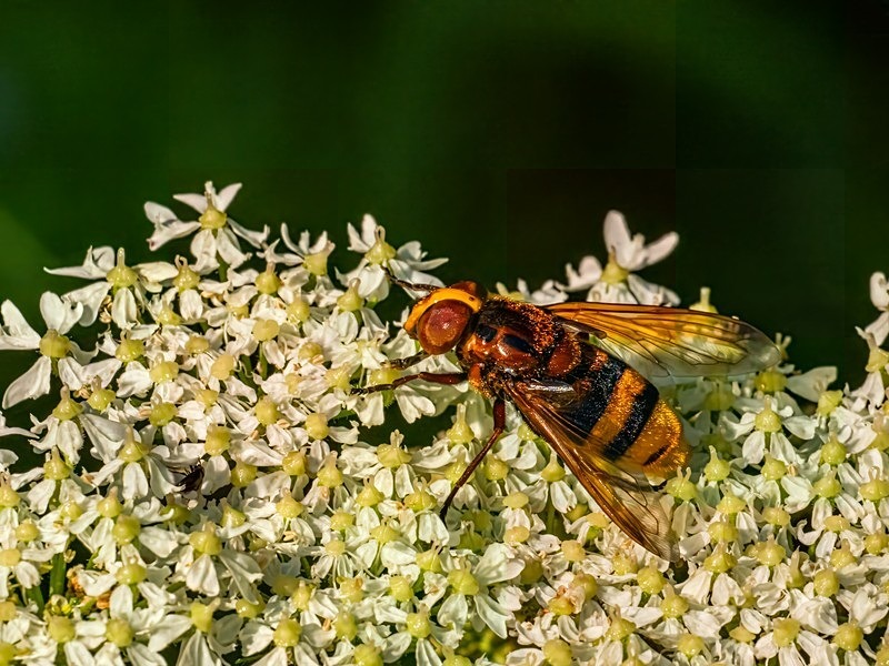 Hornet Mimic Hoverfly - Insects, beetles, spiders, etc.