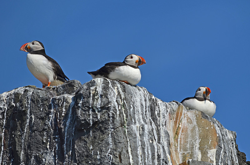 Puffin - Puffins