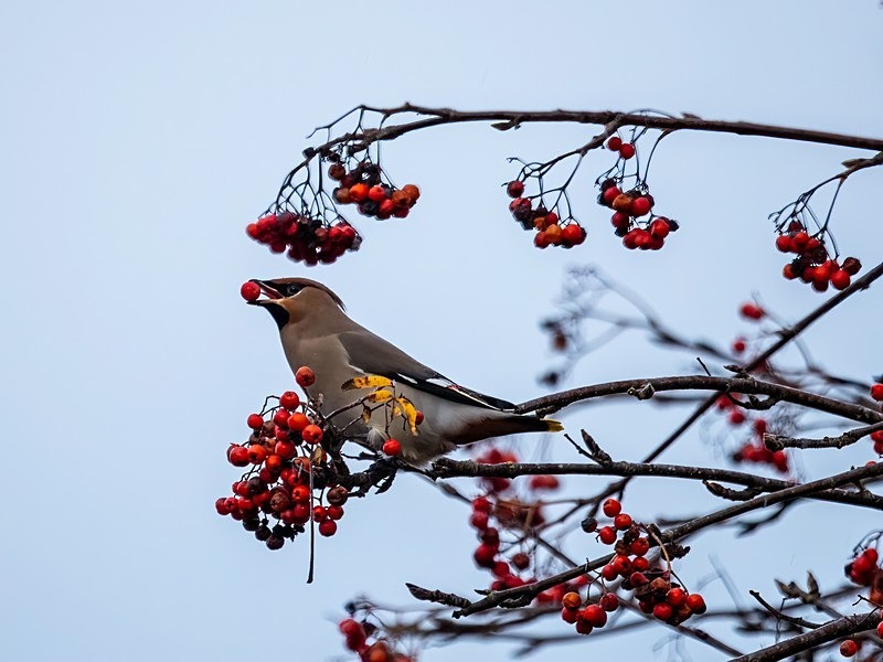 Waxwing - Waxwings