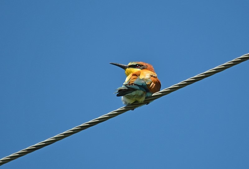 European Bee-eater - Slovakia