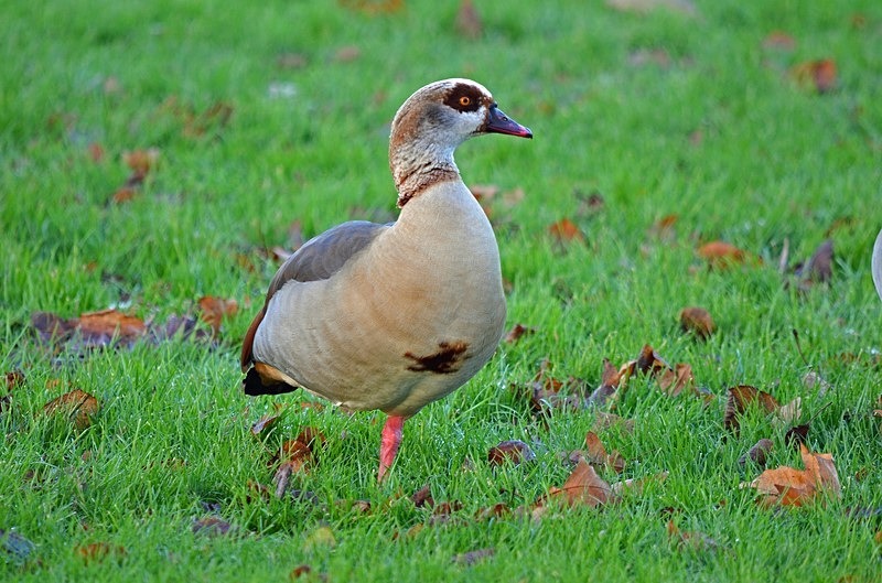 Egyptian Goose - Grey geese