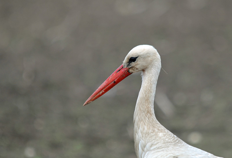 White Stork - Estonia