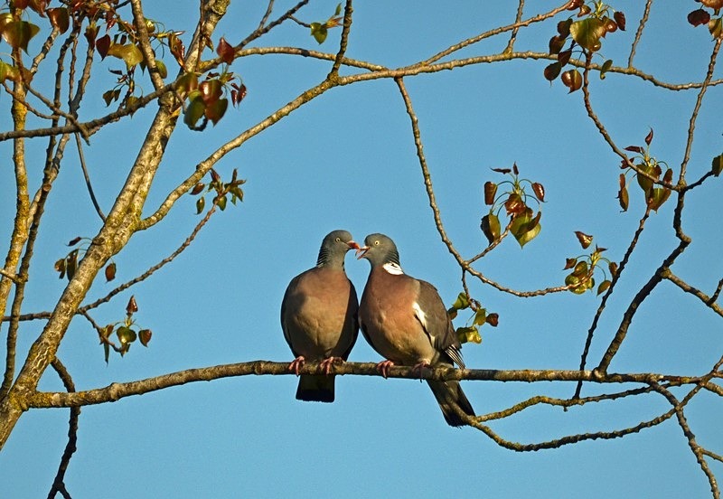 Woodpigeons - Pigeons and doves