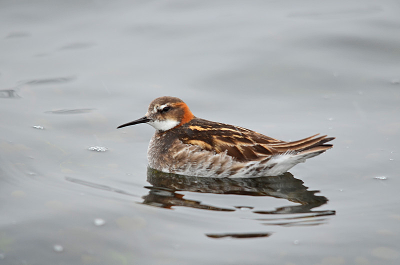 Red-necked Phalarope - North east Iceland