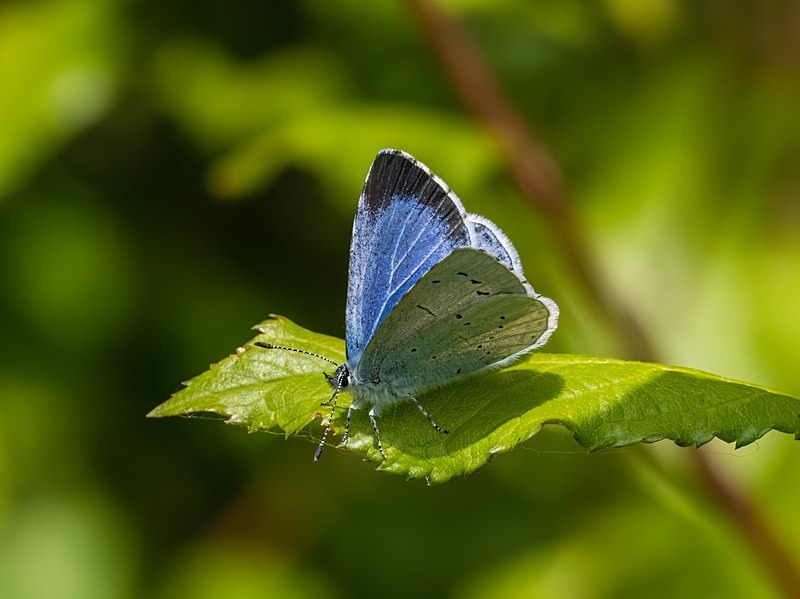 Holly Blue - Butterflies