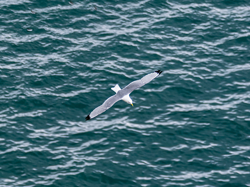 Kittiwake - Latest photos