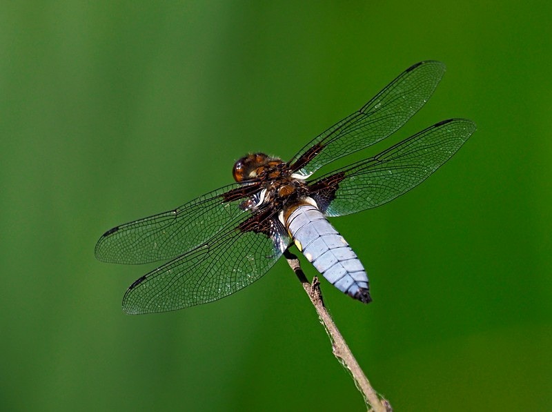Broad-bodied Chaser - Dragonflies and damselflies