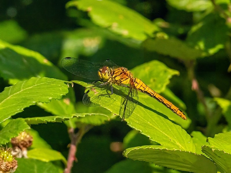 Ruddy Darter - Dragonflies and damselflies
