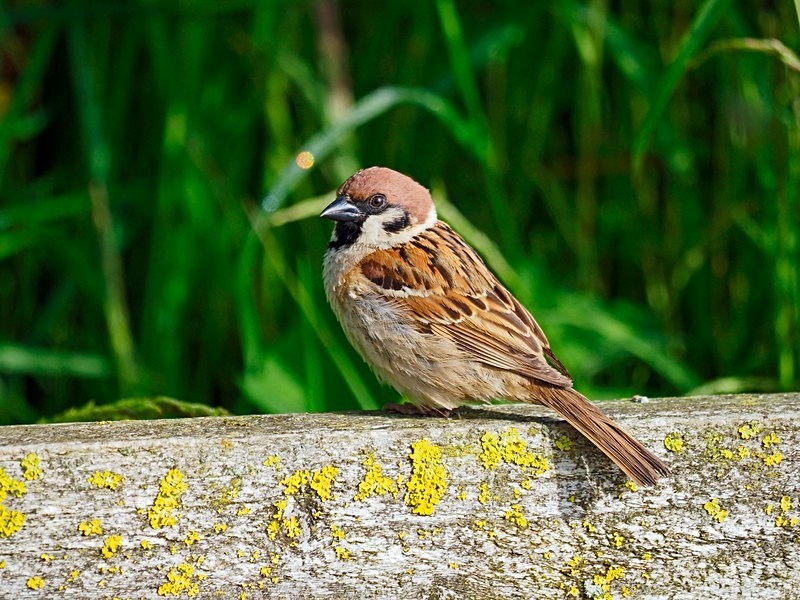 Tree Sparrow - Sparrows