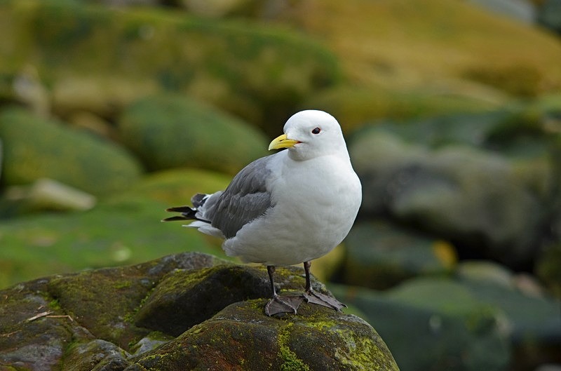 Kittiwake - North Norway
