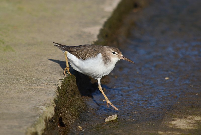 Spotted Sandpiper - Sandpipers