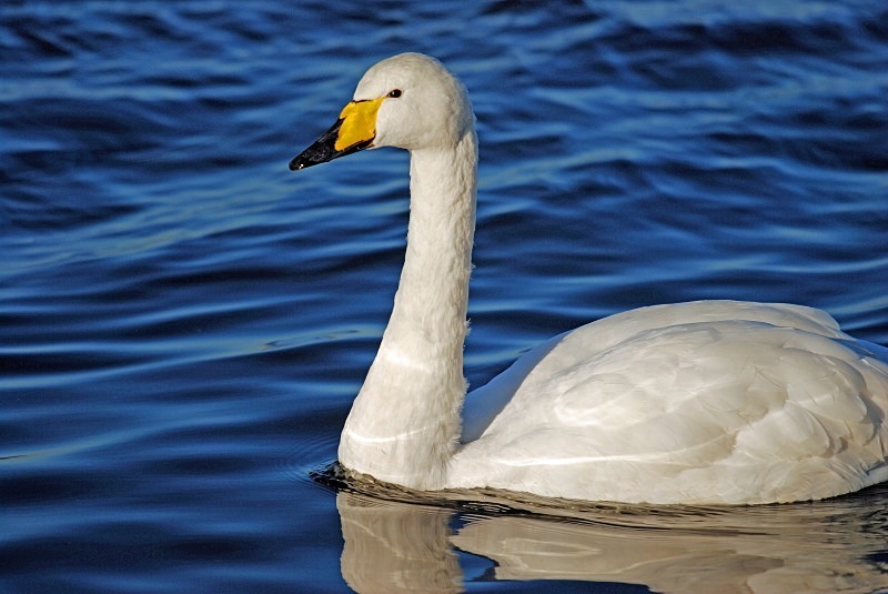 Whooper Swan - Whooper and Bewick's Swans